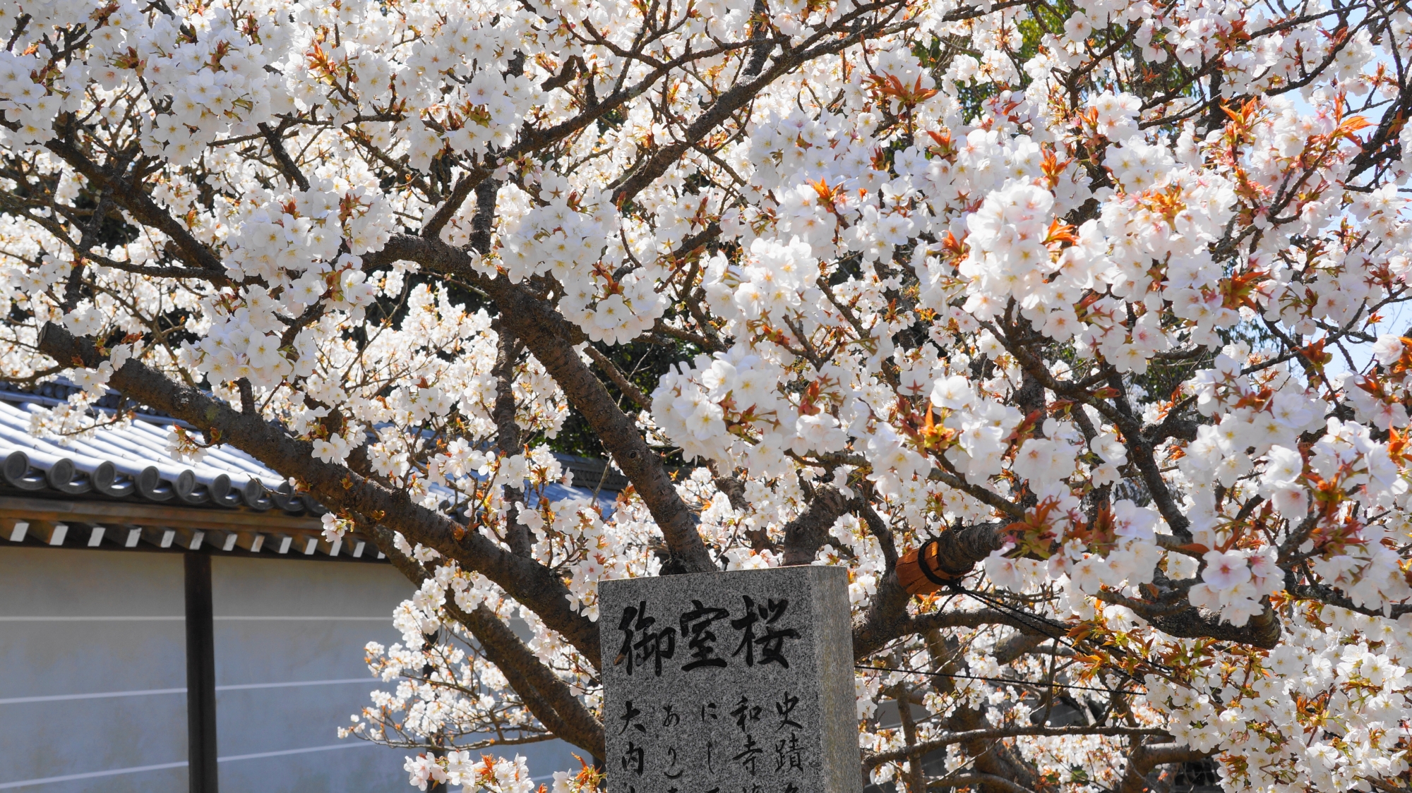 遅咲きで有名な御室桜