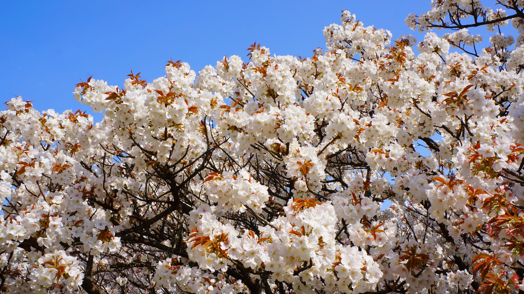弾けんばかりに咲き誇る御室桜