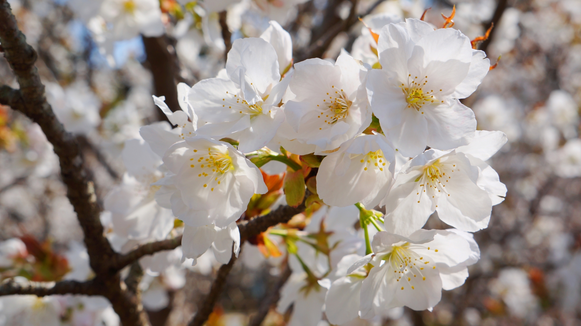 目の前で綺麗な花を楽しめる低い御室桜