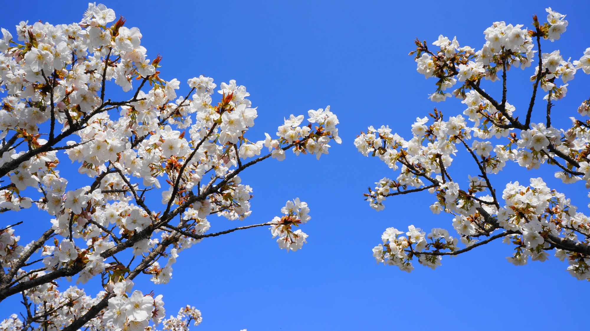 青空に映える白い御室桜の花