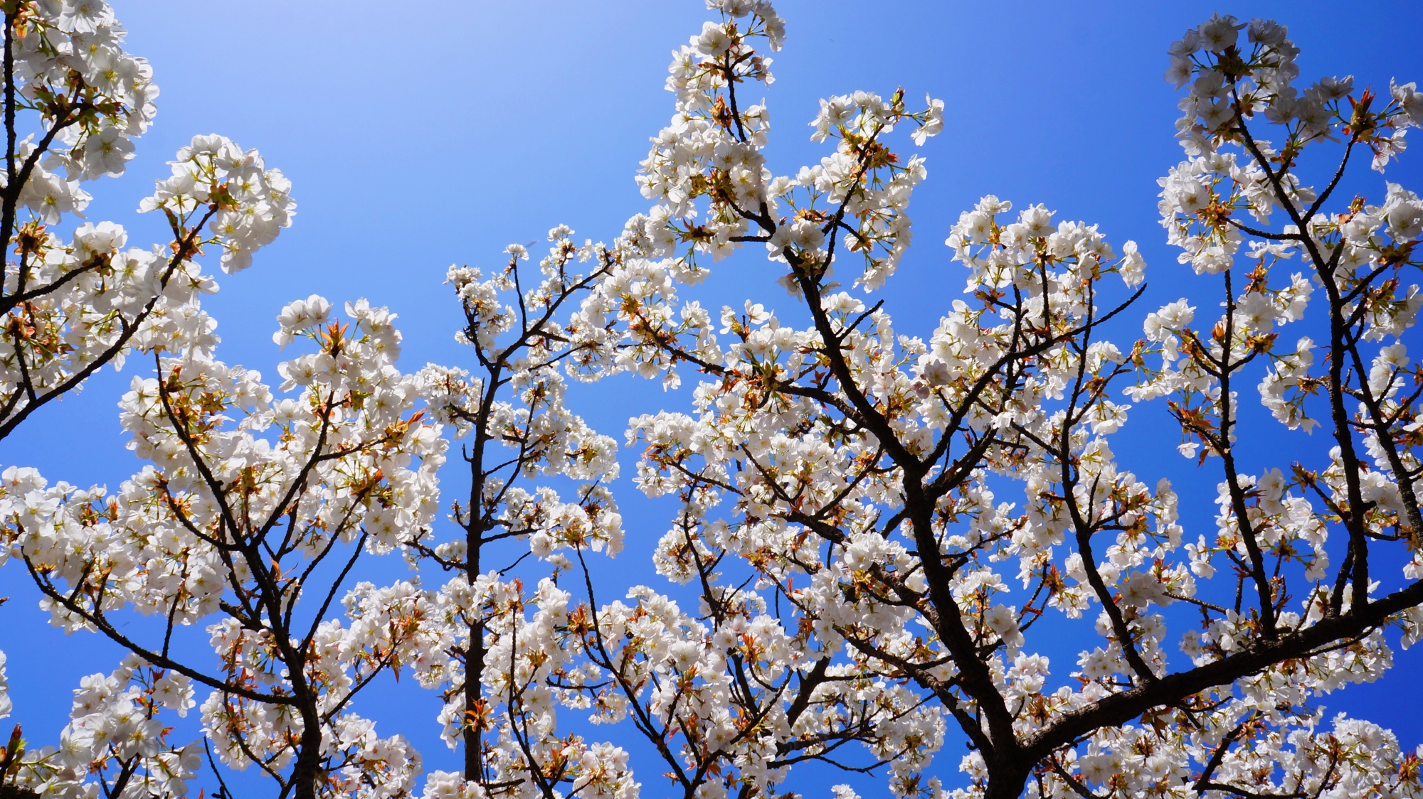 青空を春色に彩る御室桜