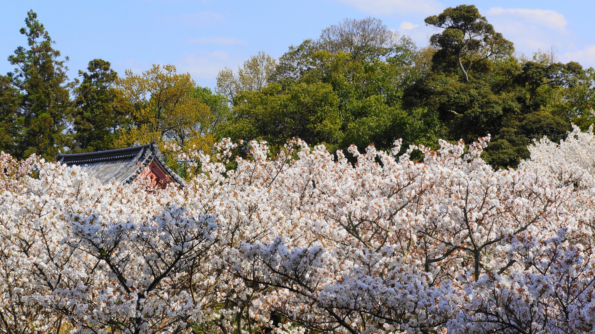 仁和寺の中門と溢れ出す満開の御室桜