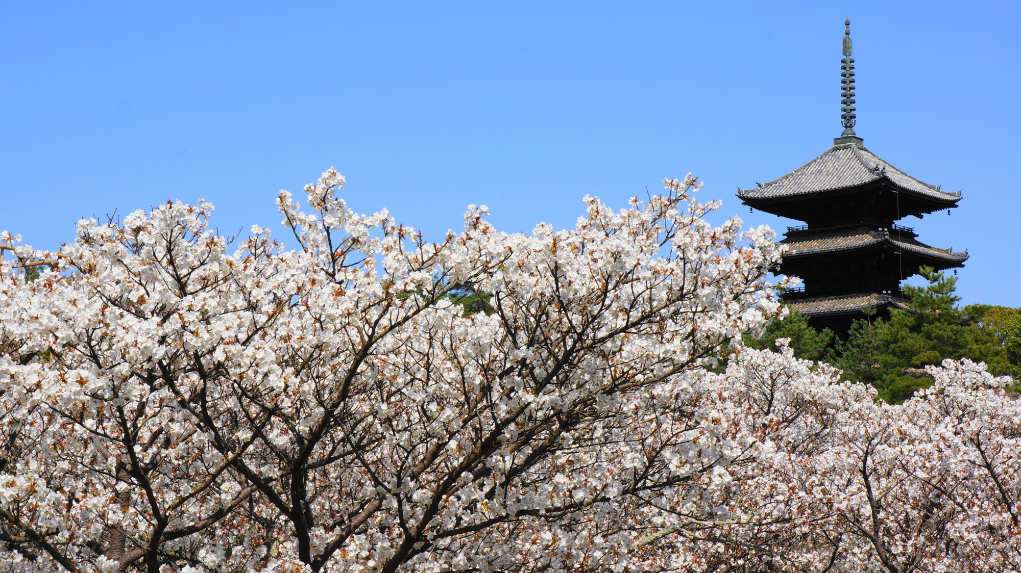仁和寺の春の絵になる風景