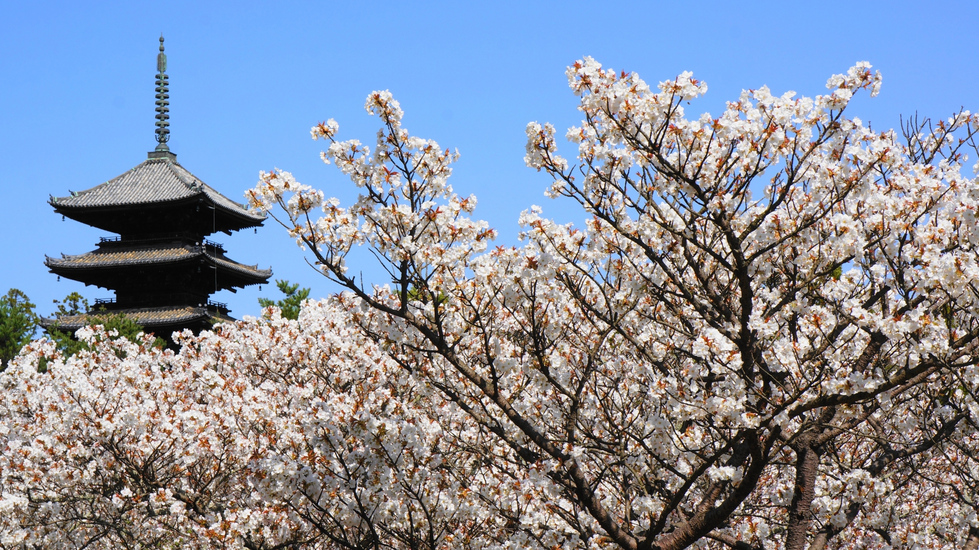 仁和寺の五重塔と御室桜