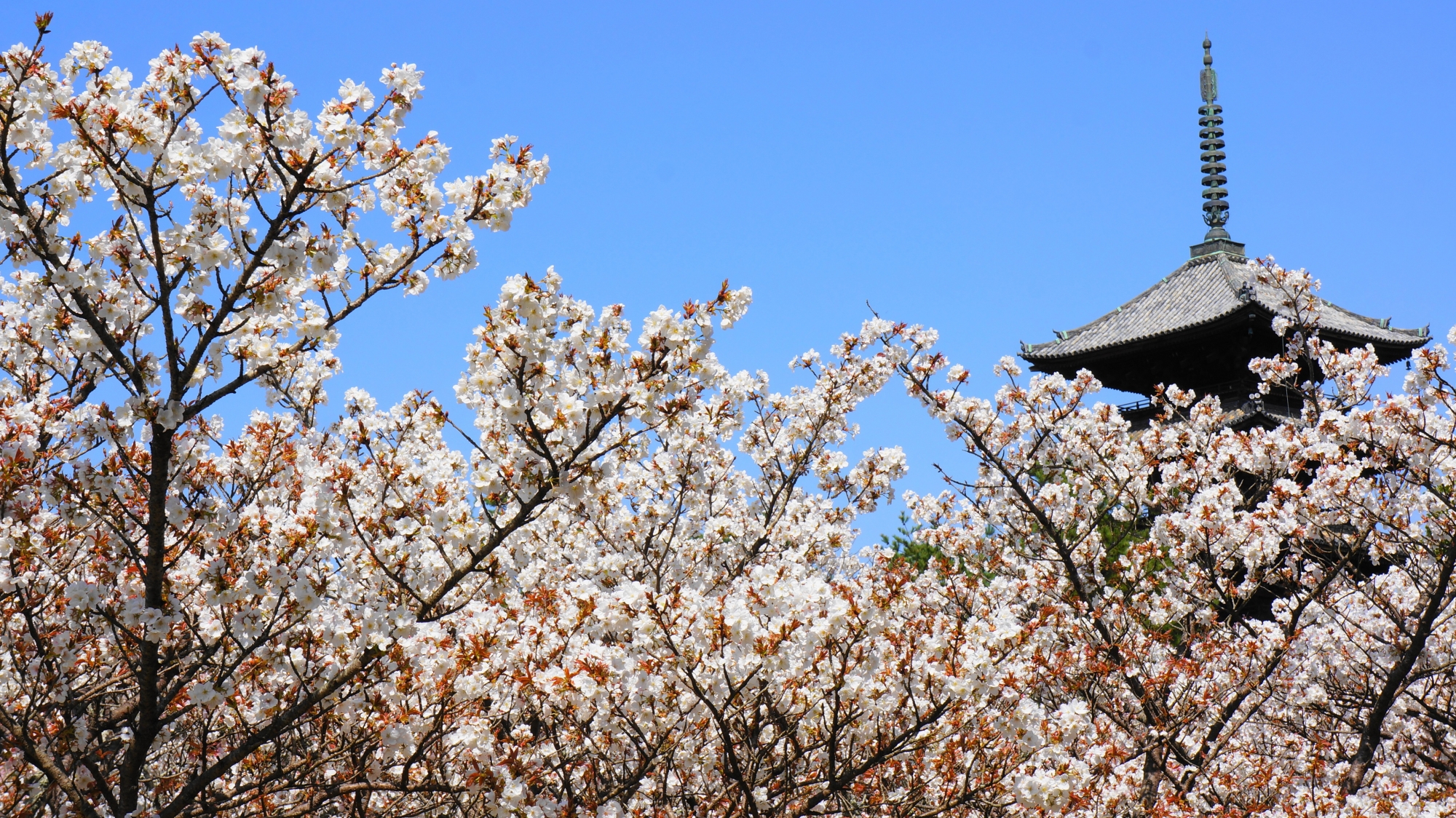 咲き乱れる御室桜につつまれる五重塔
