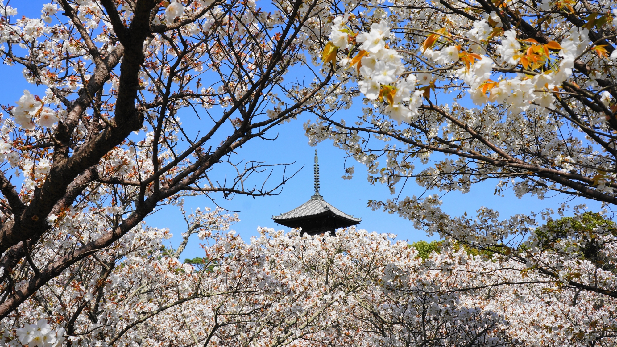 御室桜の空間につつまれる五重塔