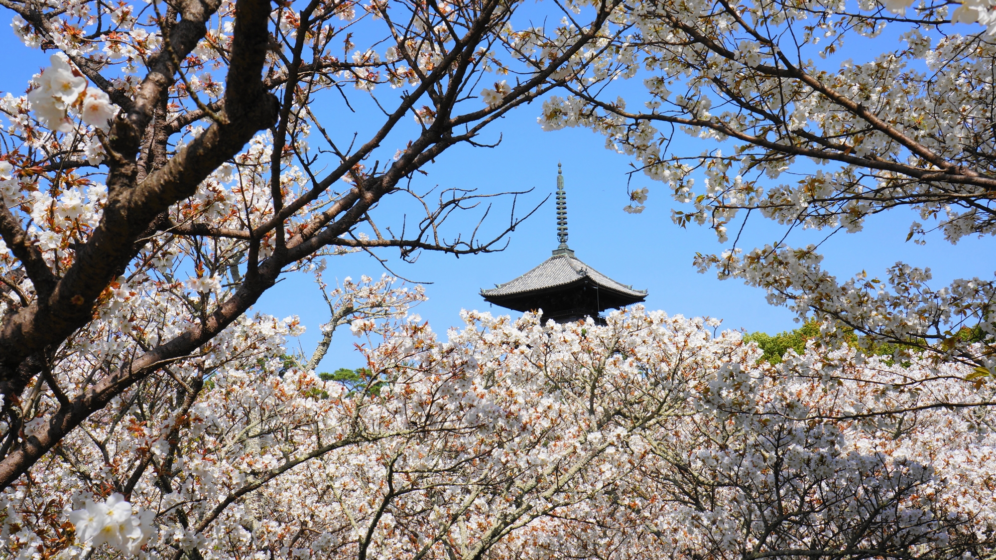 絵になる過ぎる春の御室桜と五重塔