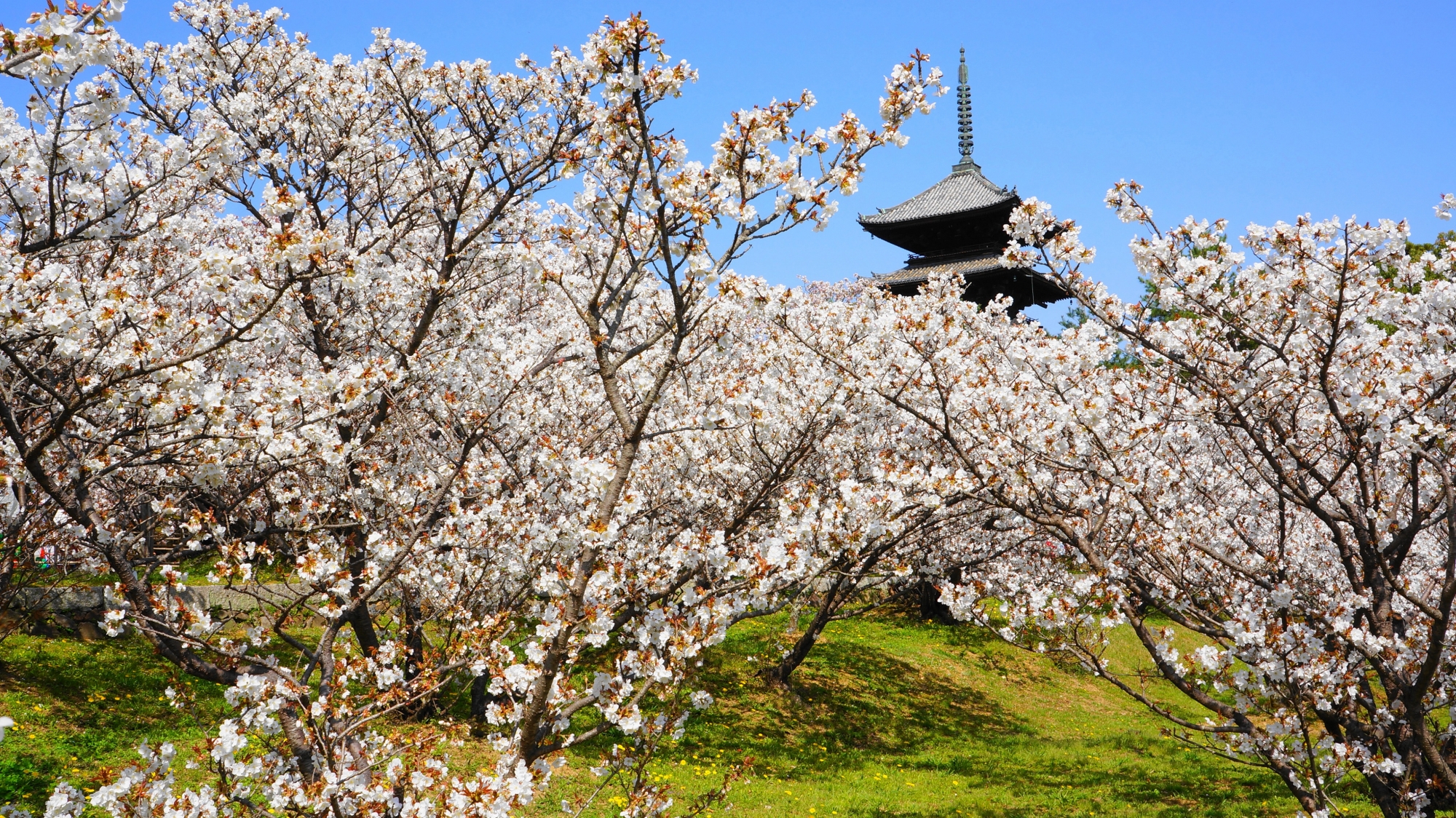 五重塔と絶品の御室桜の景色