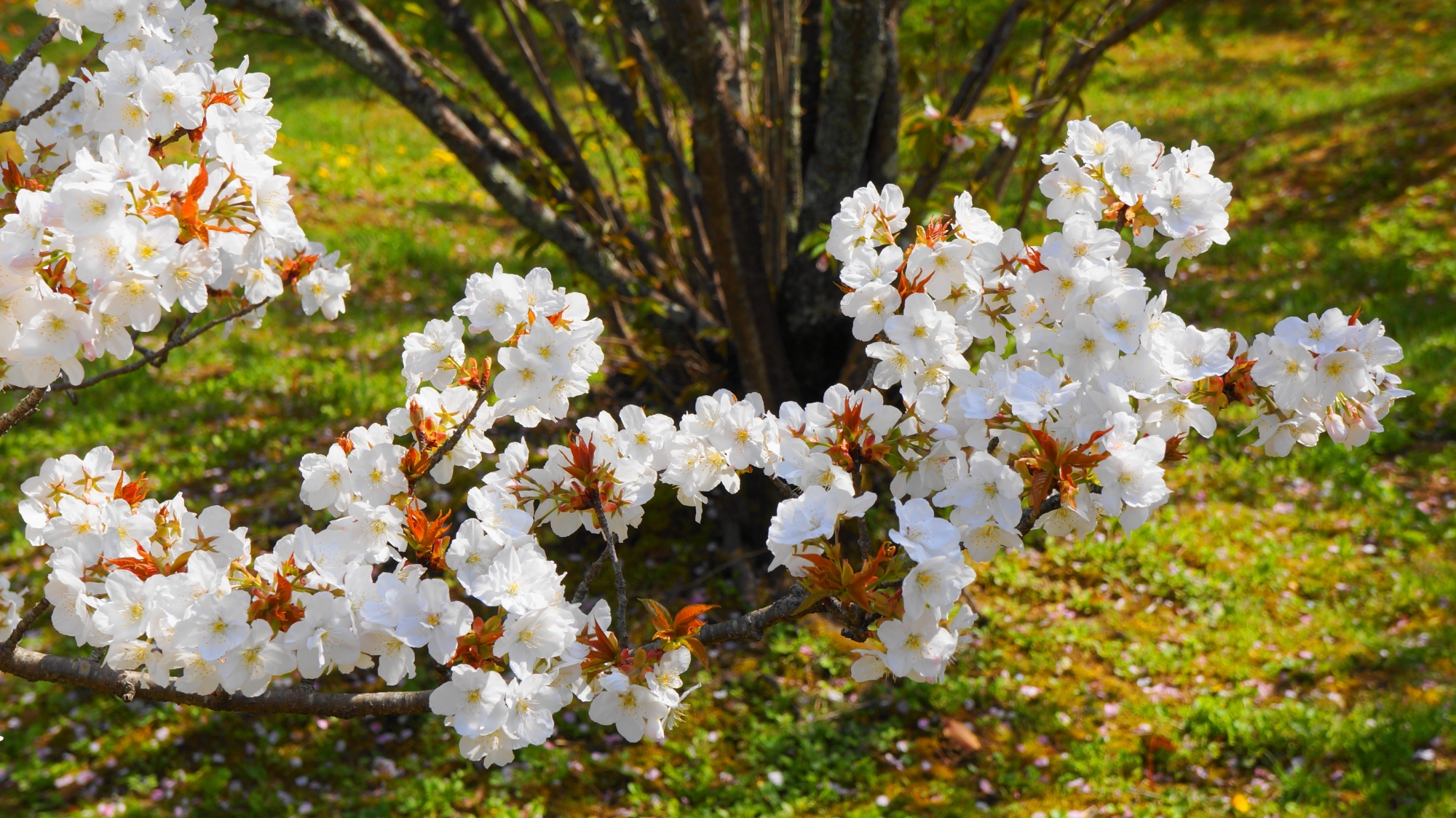 足元に咲く見下ろす華やかな御室桜