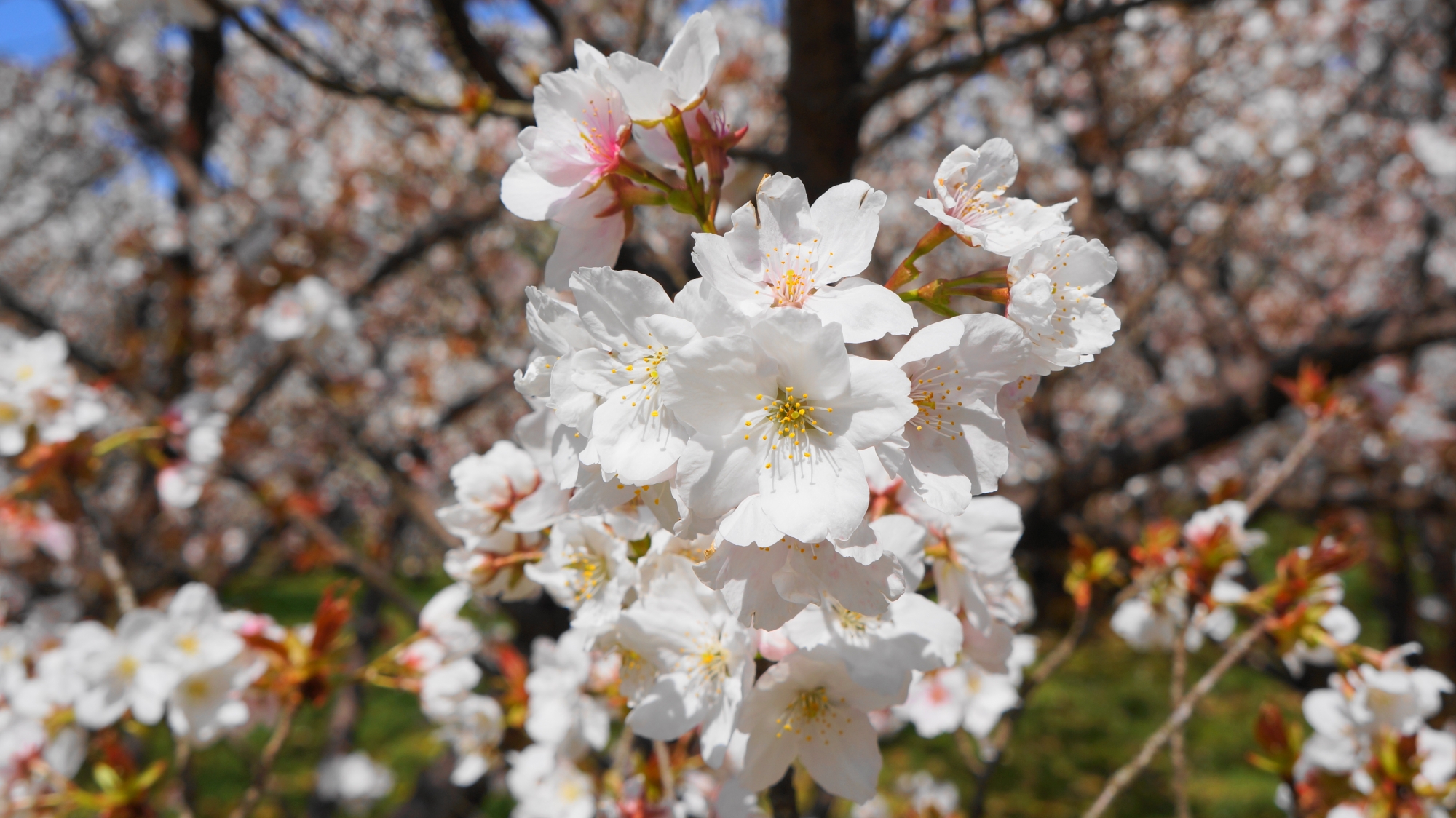 目の前で輝く満開の御室桜