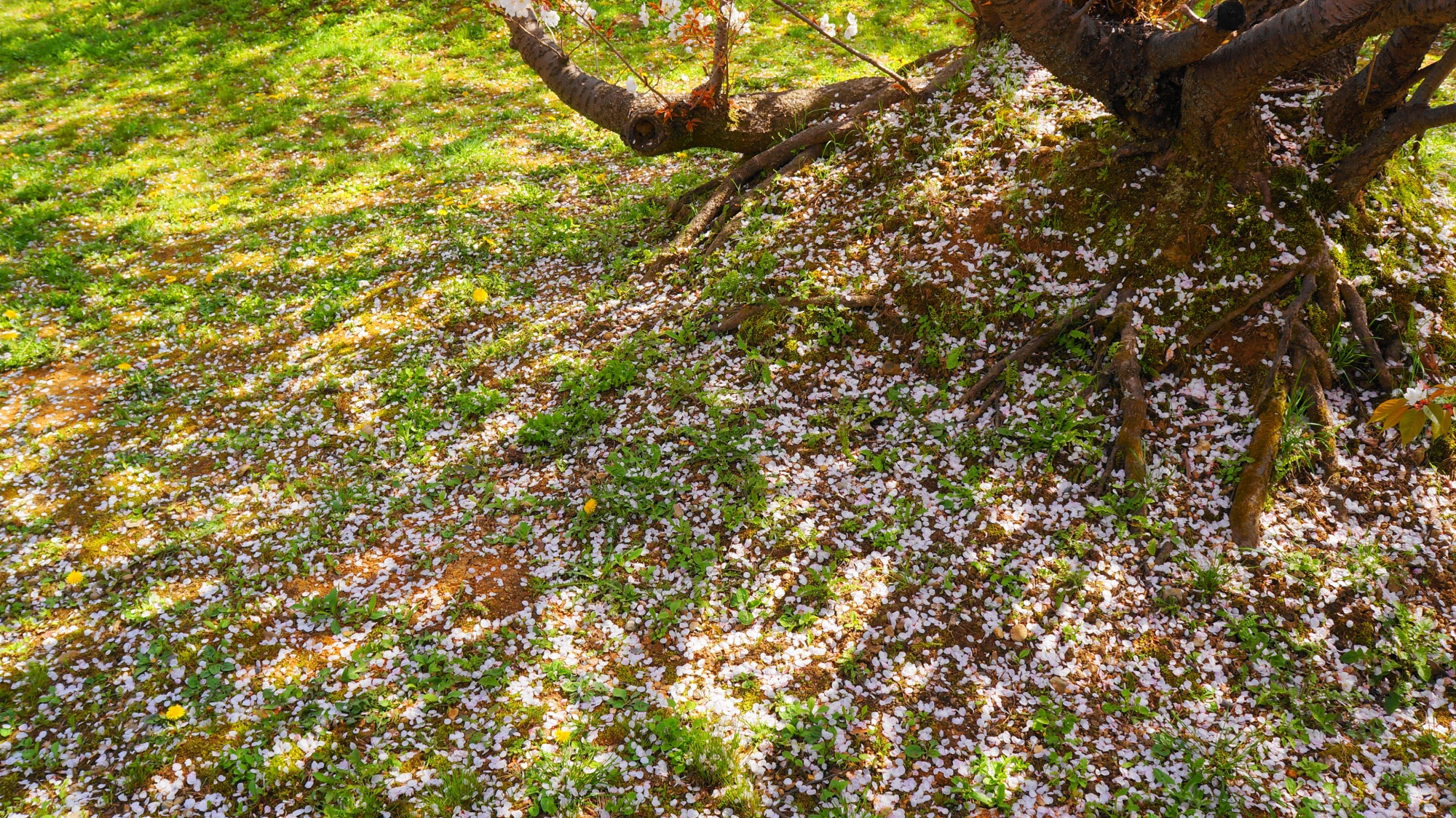御室桜の綺麗な散った花びら