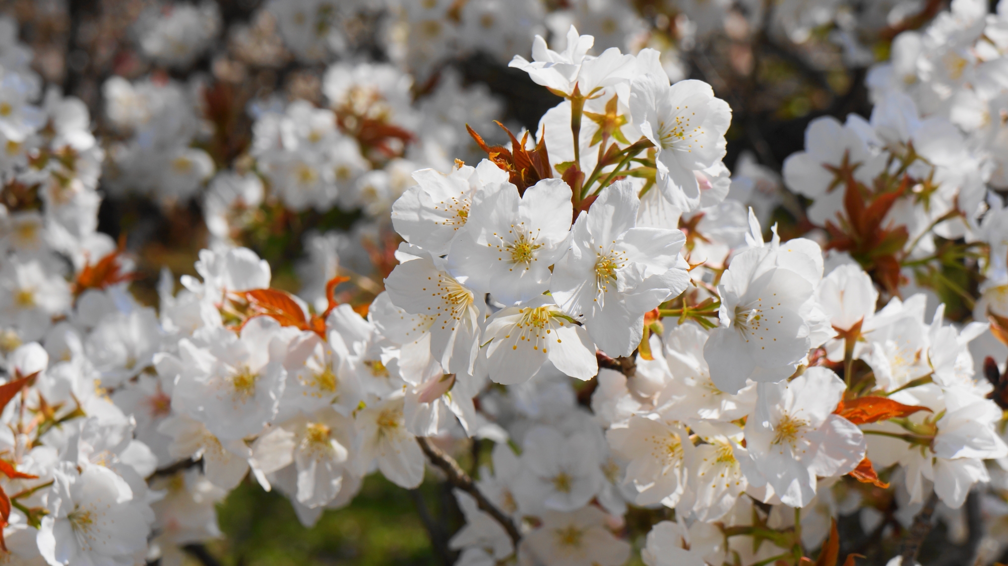 葉が出る種類の満開の御室桜