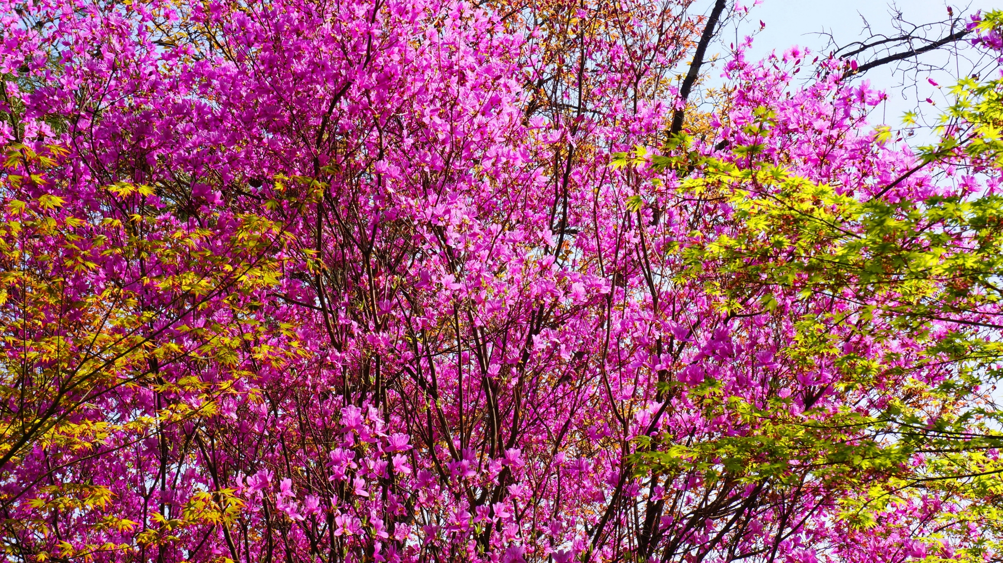 色とりどりの花々や植物に彩られた春の仁和寺