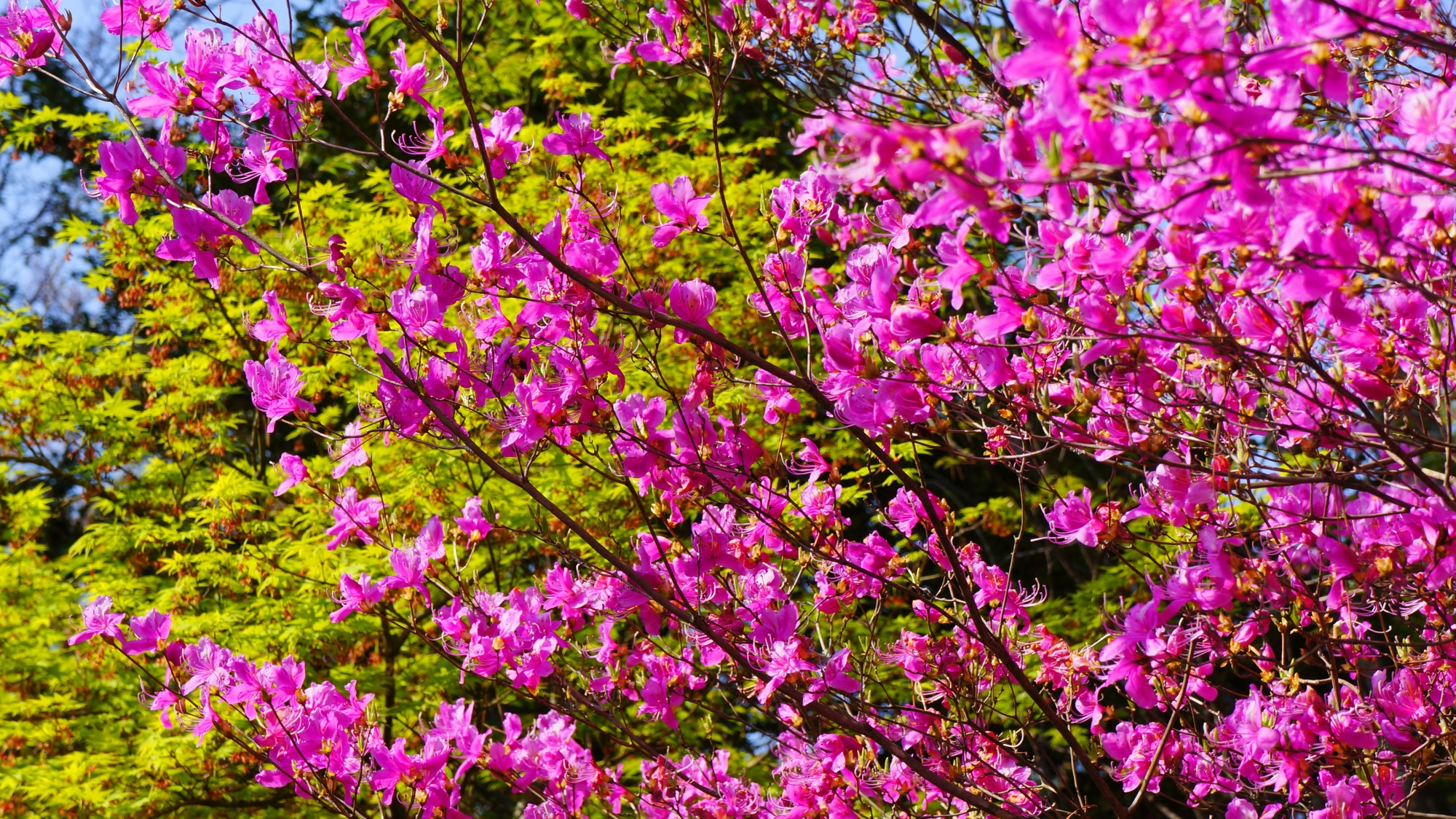 緑と紫の華やかな春の競演