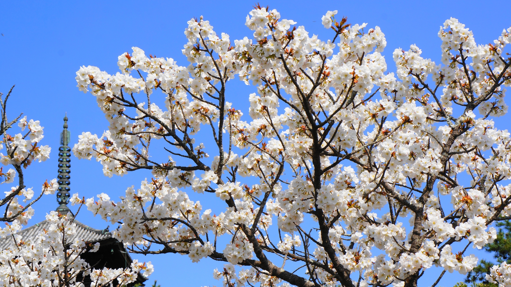 青空と五重塔を覆う優雅な御室桜