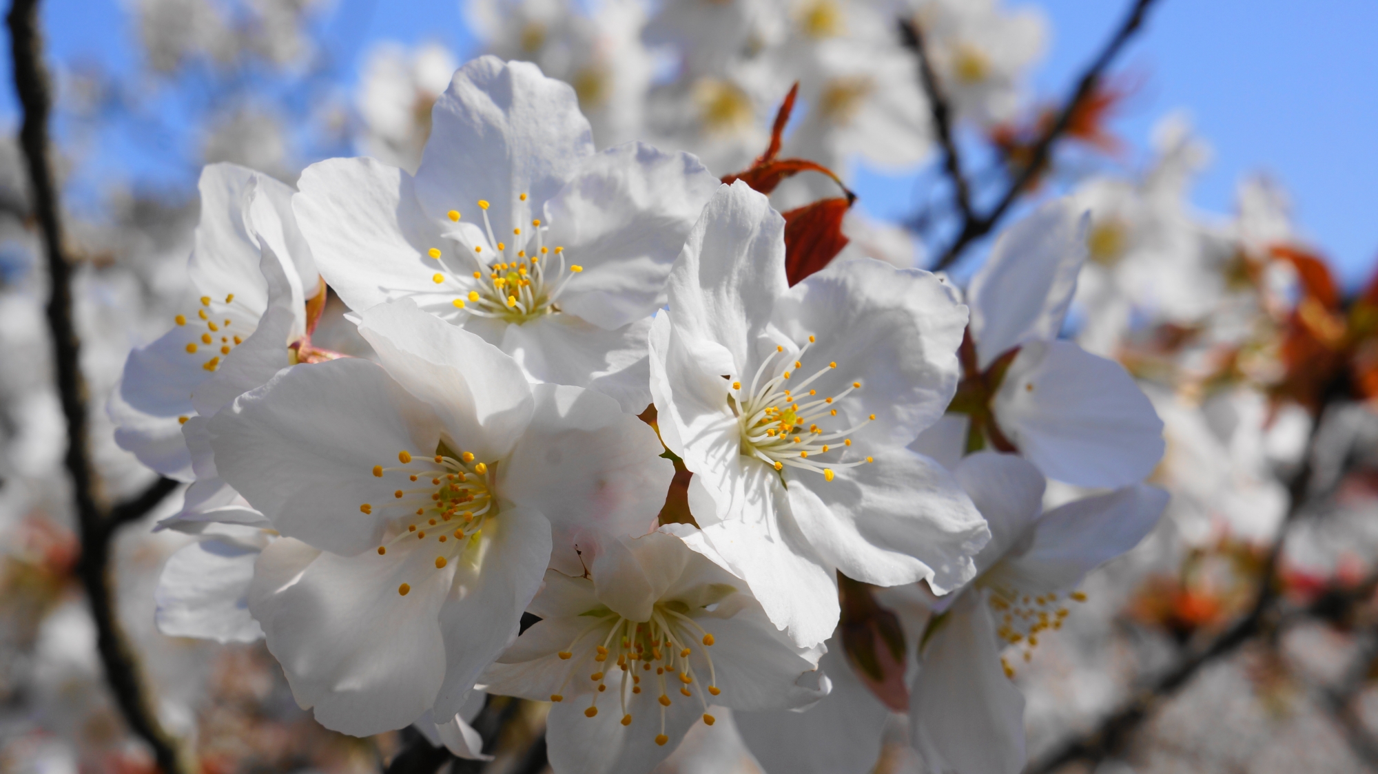 一つの枝にたくさんの花をつける状態も非常に良さそうな御室桜