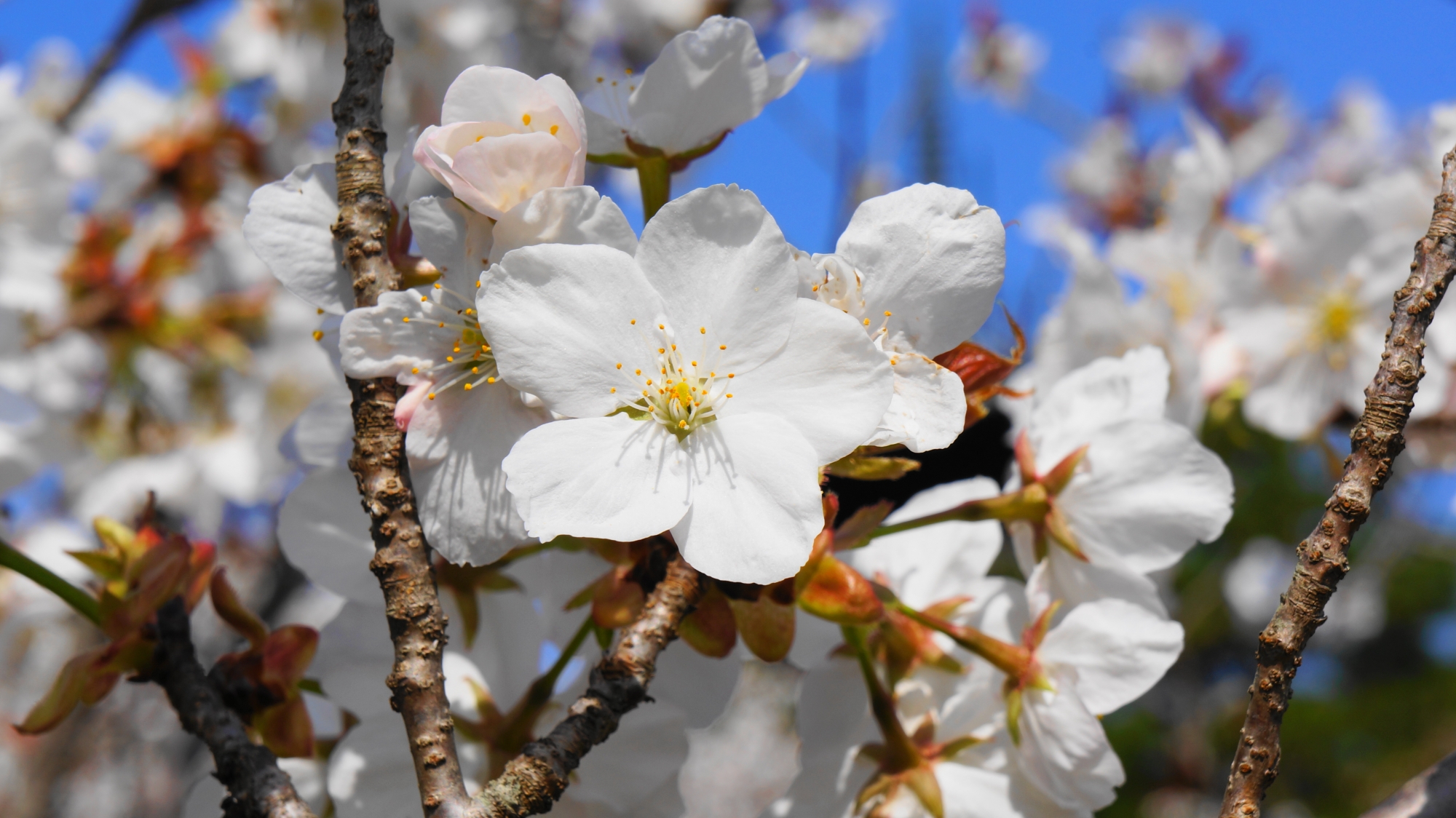 春の太陽の光をいっぱいに浴びて咲く御室桜