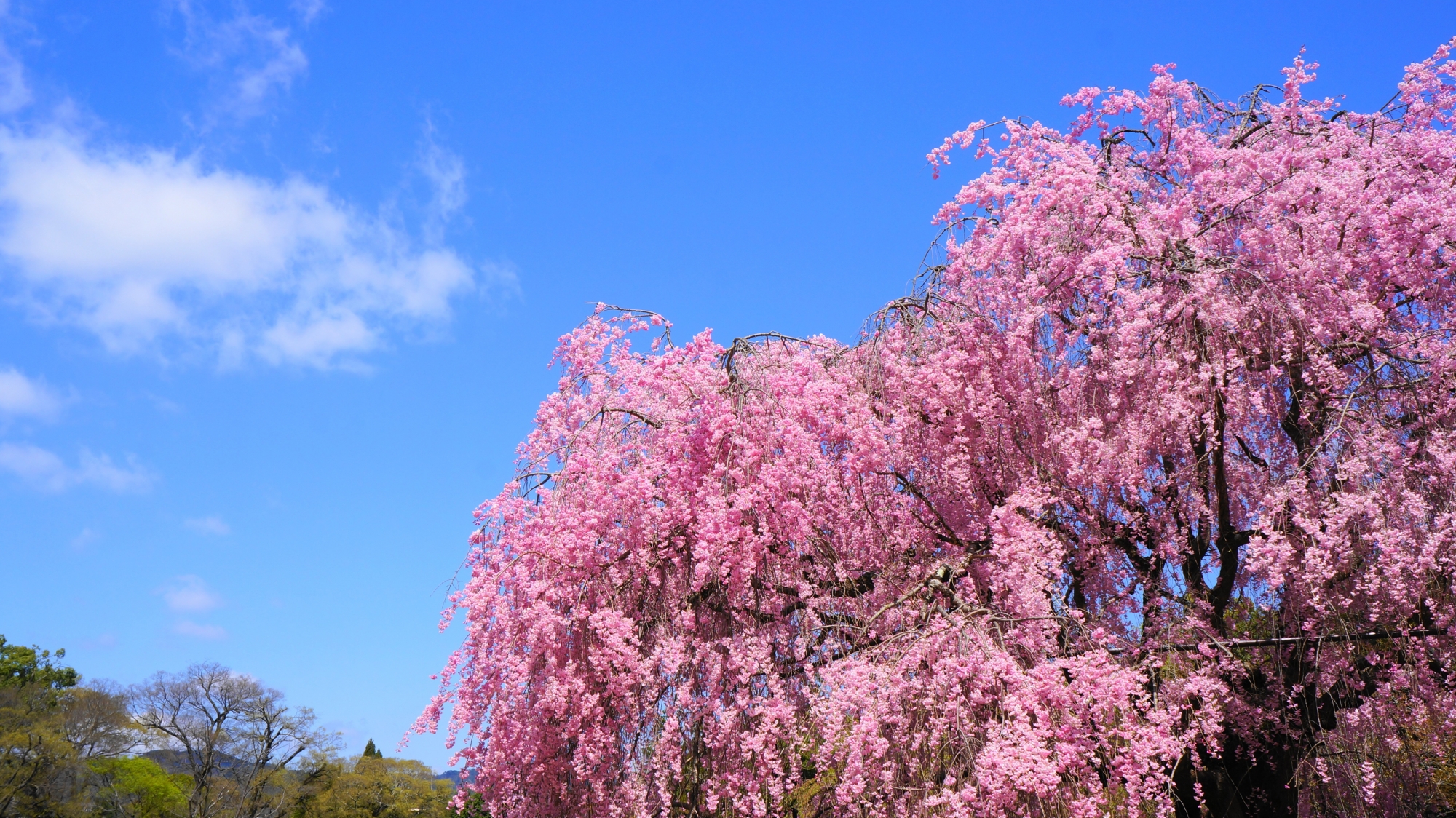 青空に映えるピンクの桜