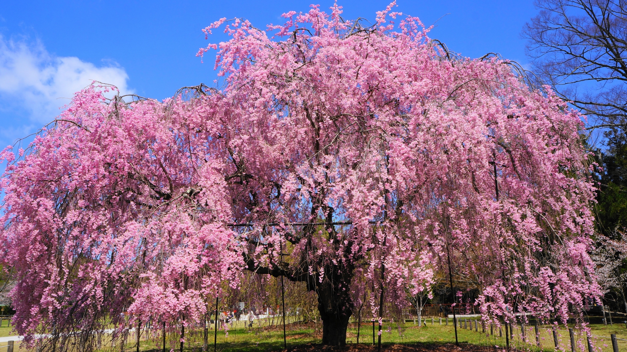 上賀茂神社の素晴らしい桜と春の情景