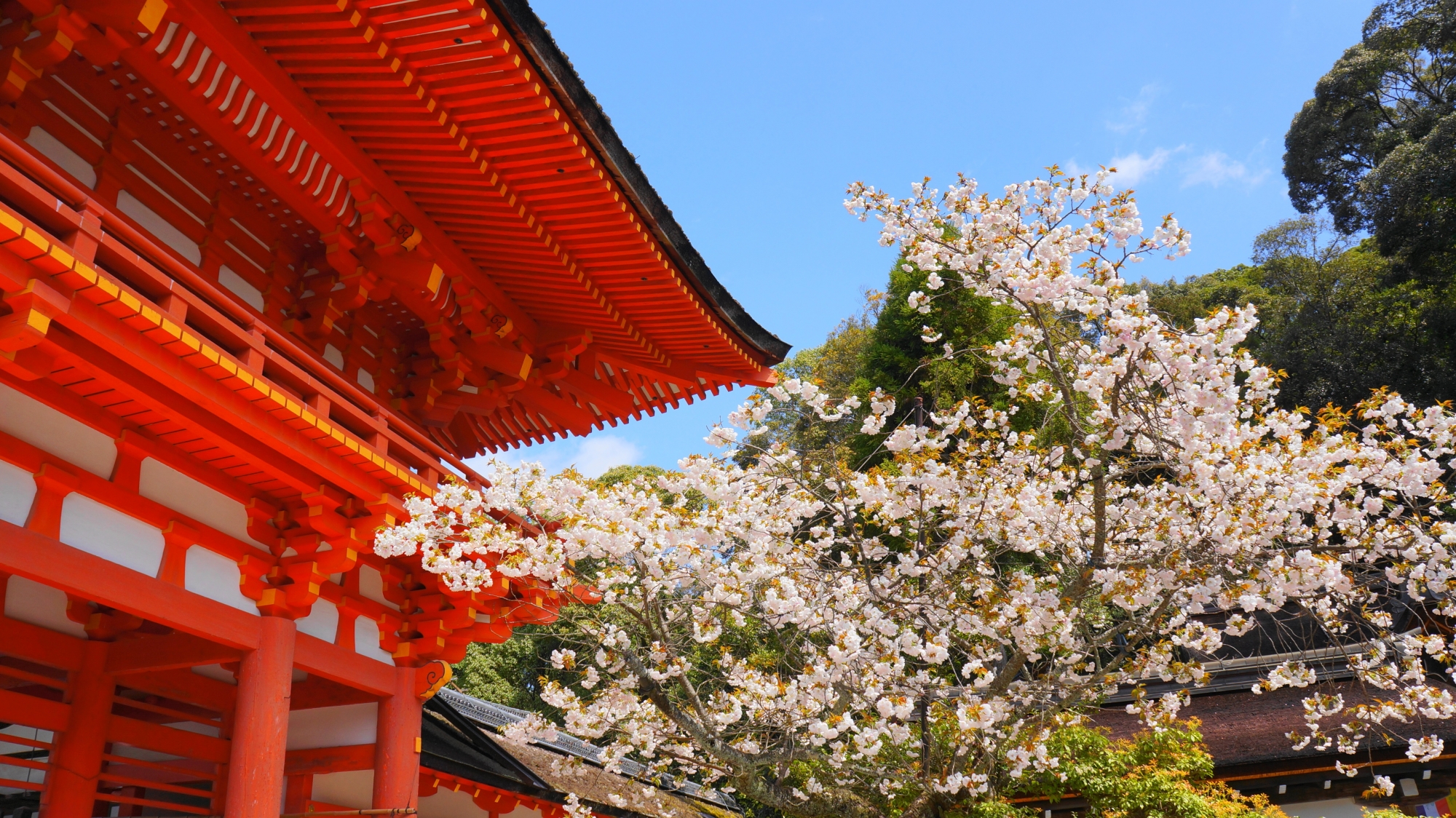 楼門の前で華やかに咲き誇る賀茂桜