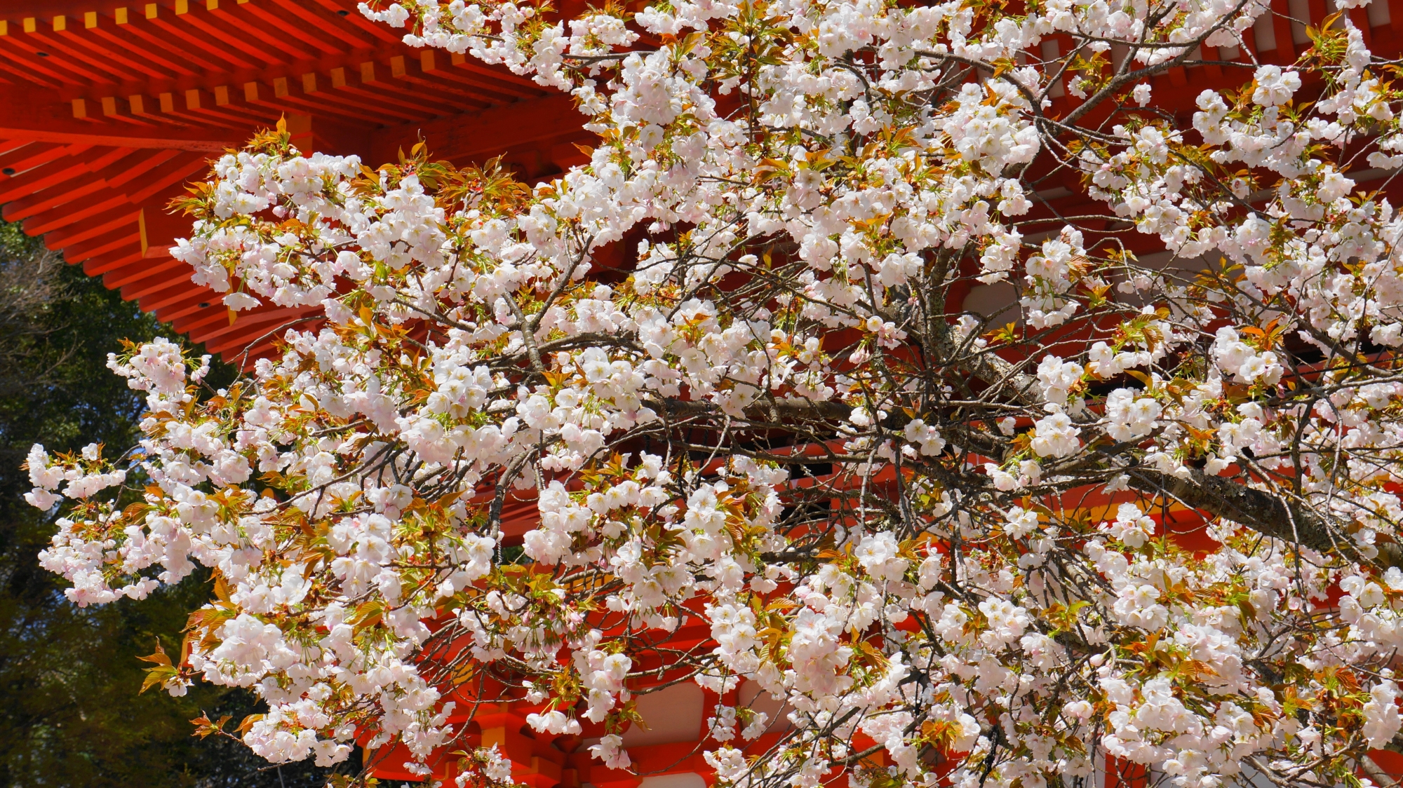 ふわふわした花をいっぱいつけて優雅に咲く賀茂桜