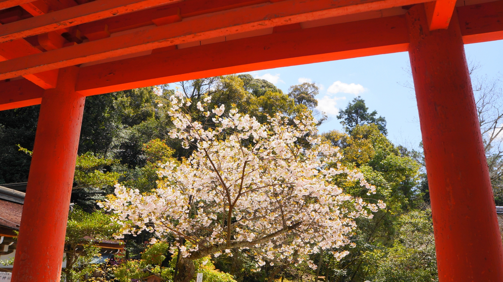 楼門の下から眺めた賀茂桜