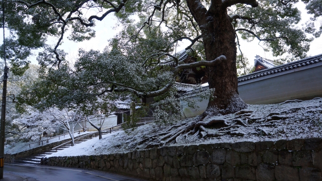 冬の青蓮院の四脚門と楠の雪景色