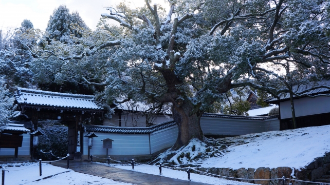 青蓮院の楠の厳かな雪景色