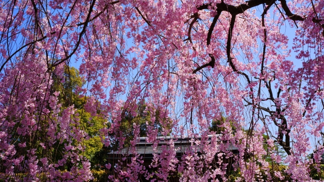 Taizo-in 妙心寺 しだれ桜 満開 春