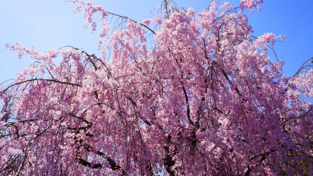 たいぞういん 桜 満開 妙心寺