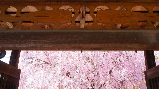 妙心寺退蔵院の満開のしだれ桜