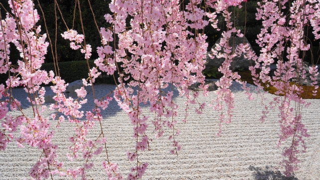 妙心寺退蔵院の満開の綺麗なしだれ桜