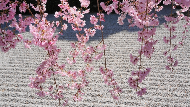 妙心寺退蔵院の陰陽の庭の満開のしだれ桜