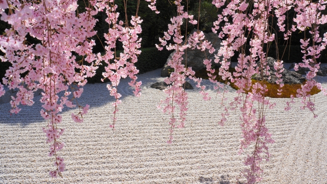 妙心寺退蔵院の満開の石庭にかかるしだれ桜