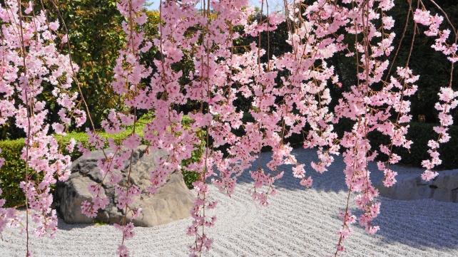妙心寺退蔵院の満開のピンクのしだれ桜