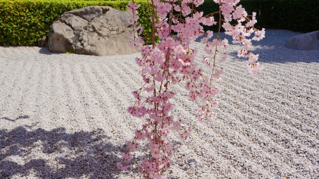 妙心寺退蔵院の満開の華やかなしだれ桜