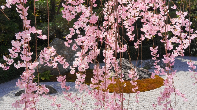 妙心寺退蔵院の石庭の満開の優美なしだれ桜