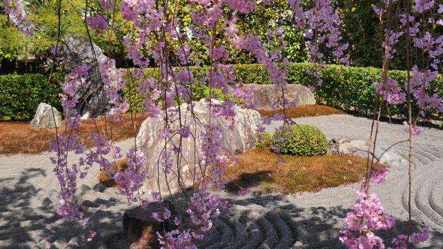 桜の名所の京都妙心寺退蔵院の満開のしだれ桜
