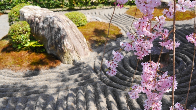 妙心寺退蔵院の満開の美しいしだれ桜