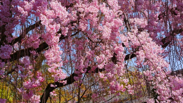 妙心寺退蔵院の満開のしだれ桜 4月5日