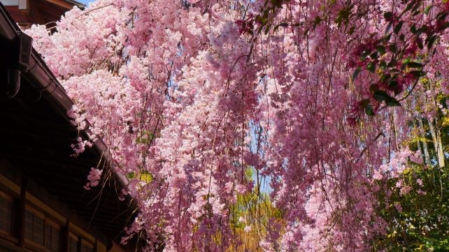 妙心寺退蔵院の大休庵前の満開の綺麗なしだれ桜