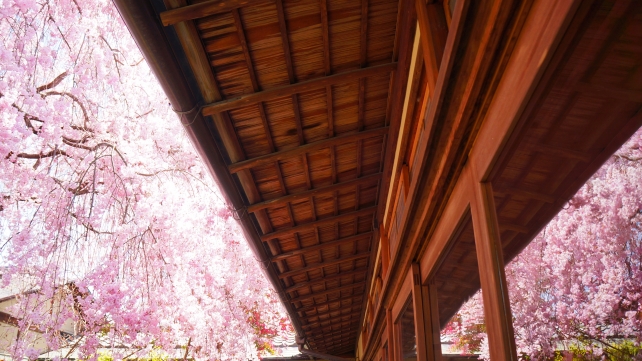 妙心寺退蔵院の満開のしだれ桜 2013年4月