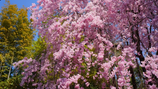 妙心寺退蔵院の大休庵前の満開のピンクのしだれ桜