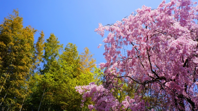 妙心寺退蔵院の大休庵前の満開のしだれ桜と青い空