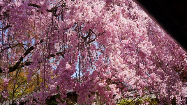 Taizoin 妙心寺 満開 しだれ桜 退蔵院