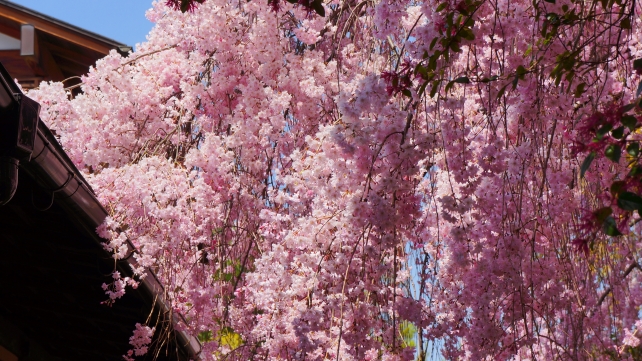 妙心寺退蔵院の大休庵前の満開のしだれ桜