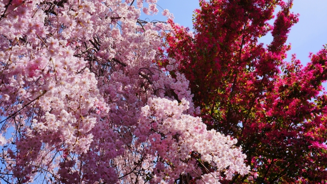 妙心寺退蔵院の大休庵前の満開のしだれ桜と紫のマンサク