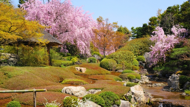 京都妙心寺退蔵院の余香苑の満開のしだれ桜