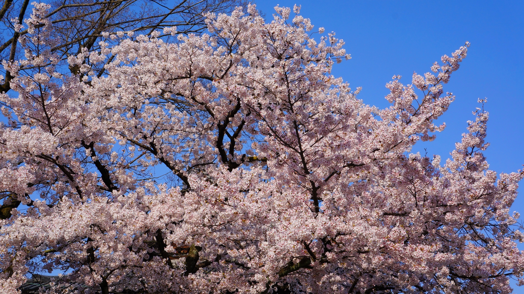 青空に映える華やかなピンクの桜