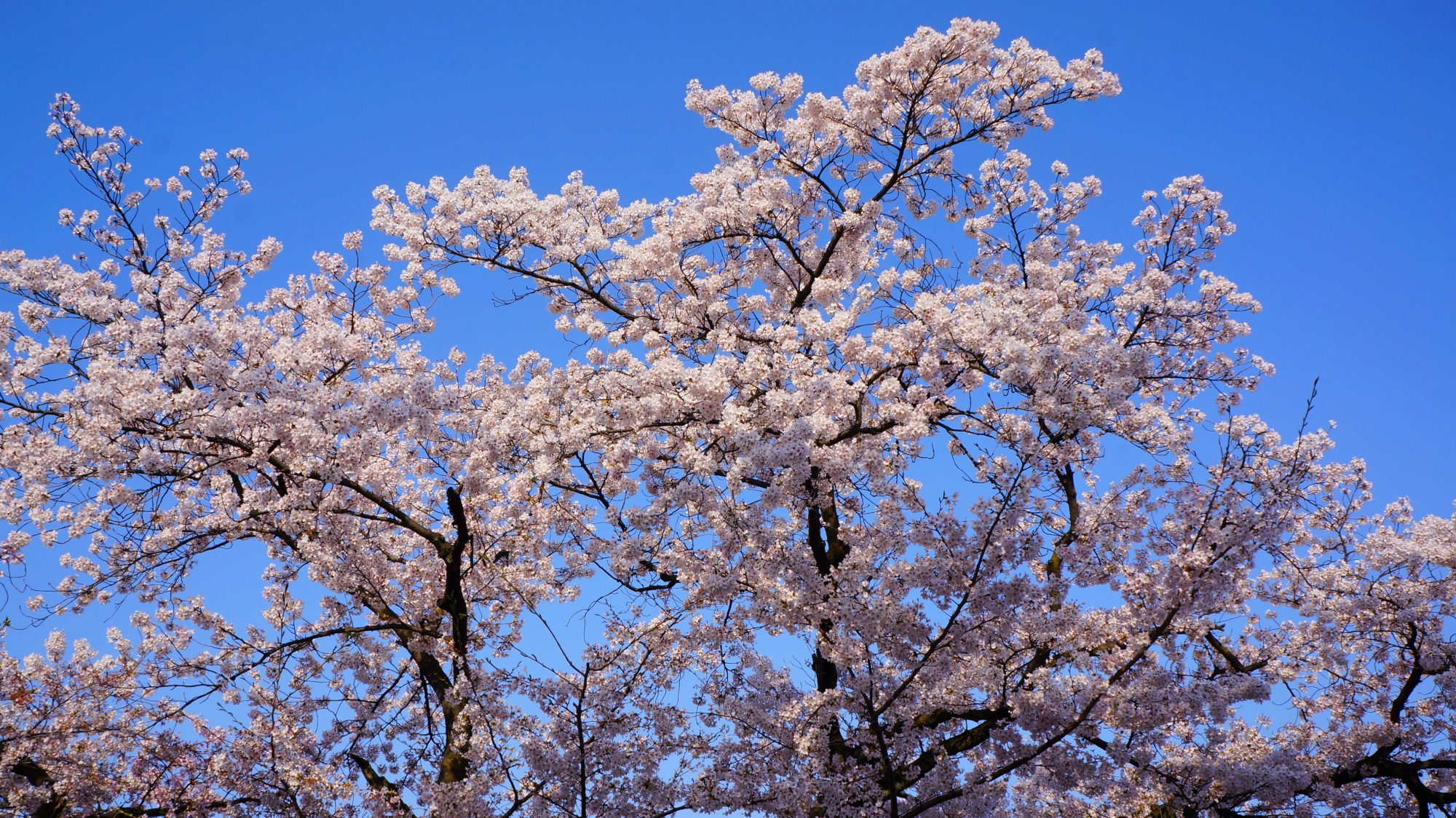 青空を華やかな春色に染める桜
